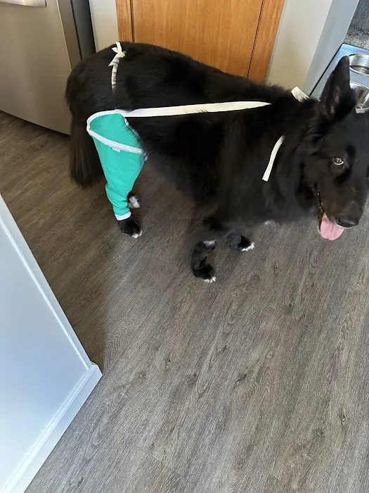 Pennsylvania Animal Wellness and Surgery Picture 8