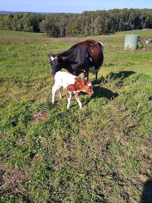 Five Point Vet Services Picture 9