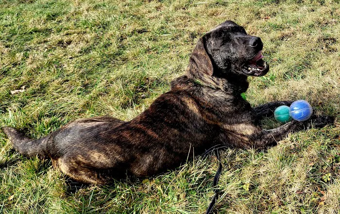 Five Point Vet Services Picture 3