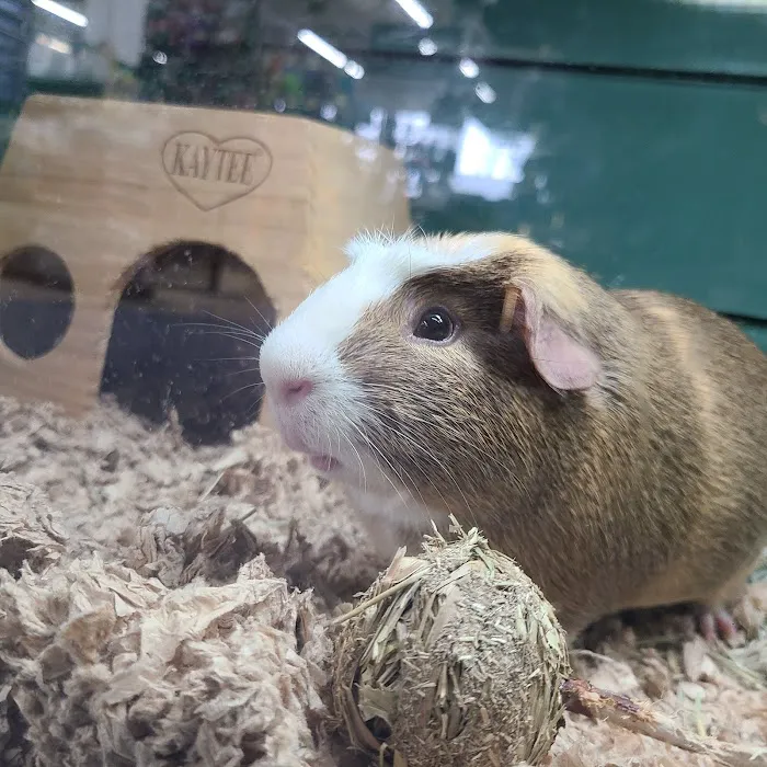 Pet Supplies Plus Bolingbrook Picture 5