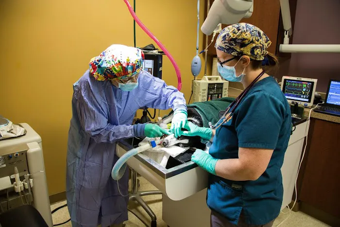 K. Vet Animal Care Picture 1