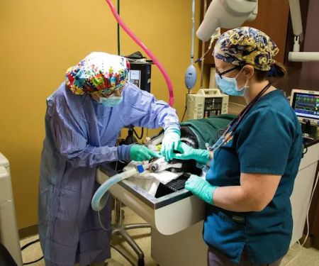 K. Vet Animal Care