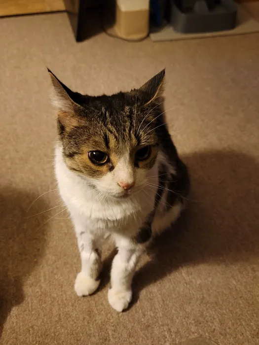 K. Vet Animal Care Picture 2