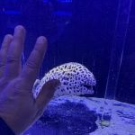 Reefwise