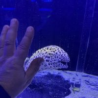 Reefwise ico