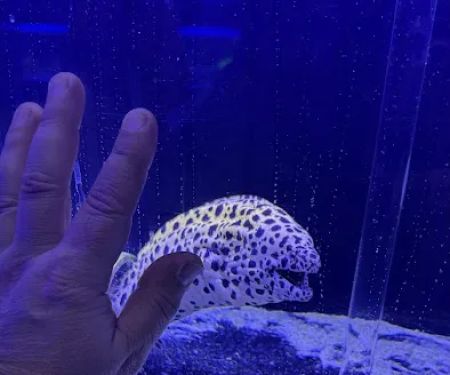 Reefwise