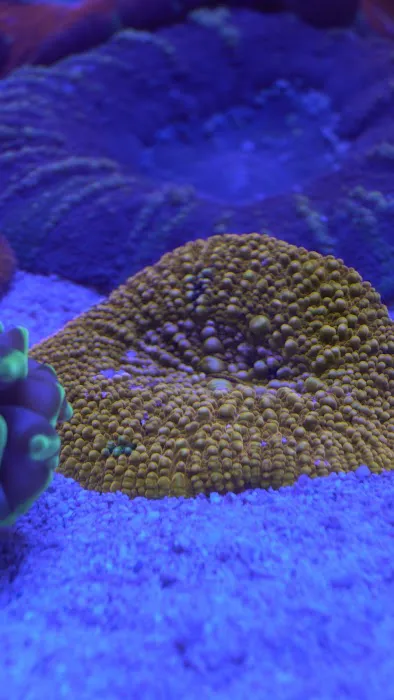 Reefwise Picture 7