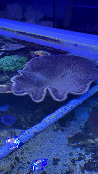 Reefwise Picture 2