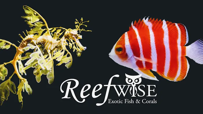 Reefwise Picture 9