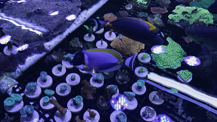 Reefwise Picture 5