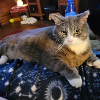 Indian Springs Veterinary Clinic ico