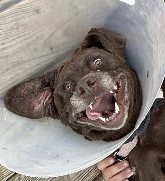 Indian Springs Veterinary Clinic Picture 9