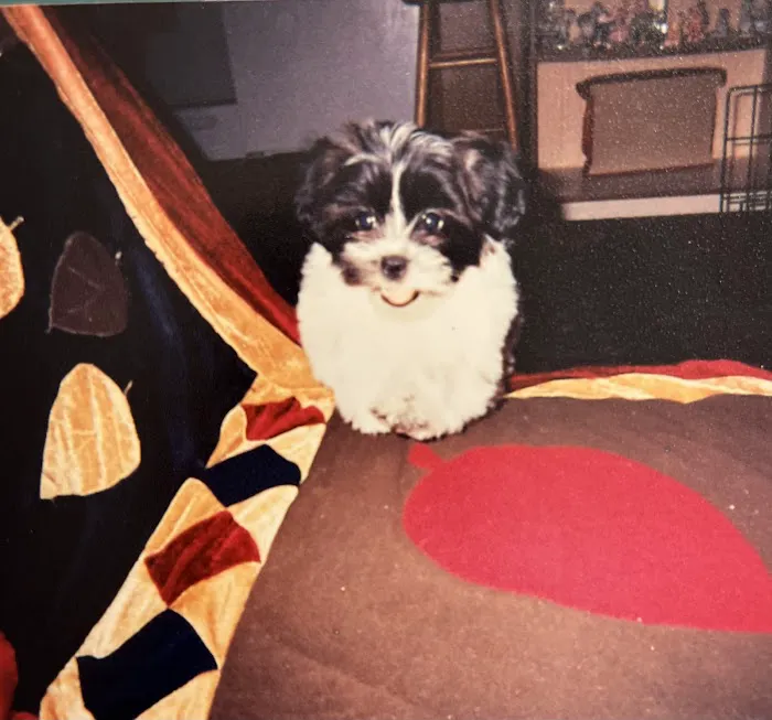 Veterinary Clinic Of Indiana Picture 4