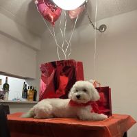 Kriser's Natural Pet ico
