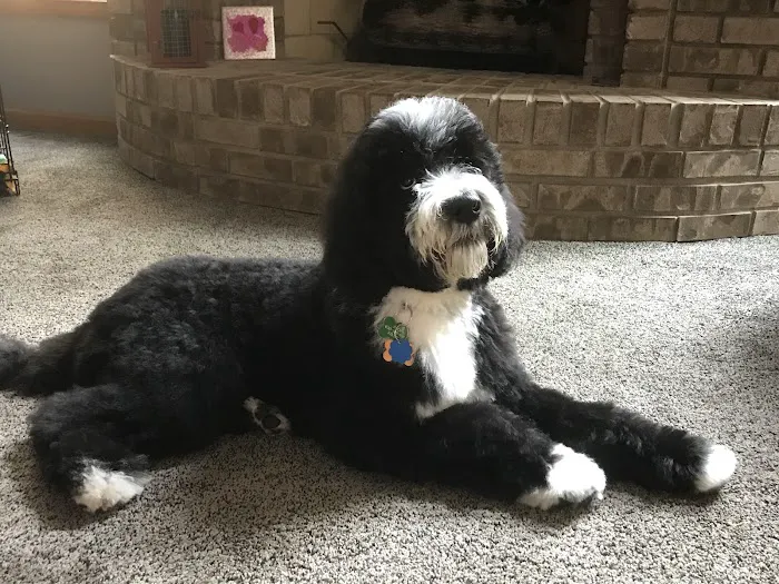 Kriser's Natural Pet Picture 7