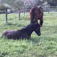 Keystone Veterinary Services ico