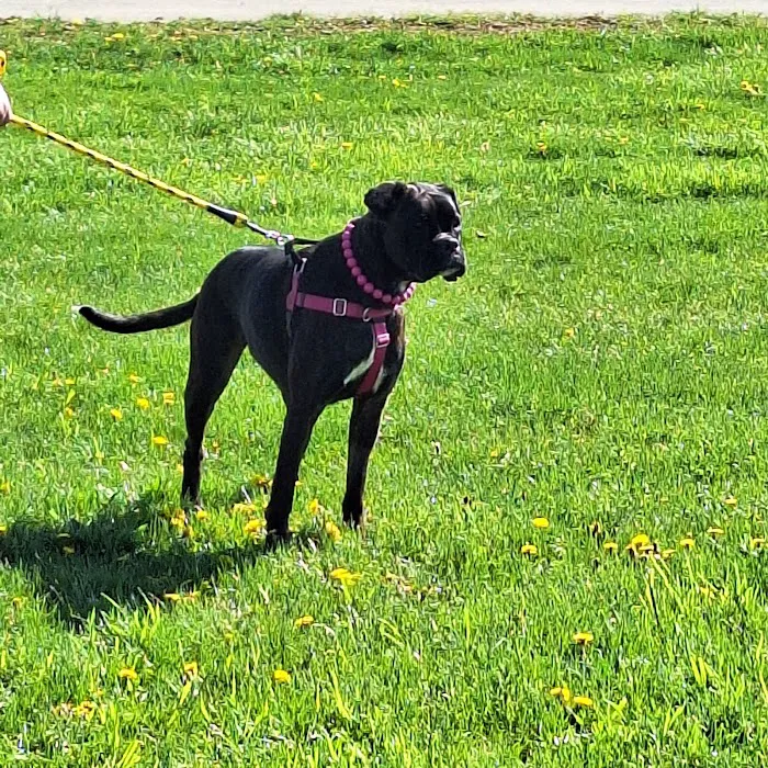 Keystone Veterinary Services Picture 7