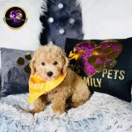 Danny's Family Pets and Accessories
