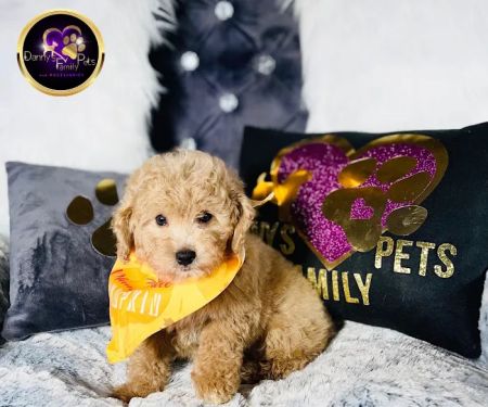 Danny's Family Pets and Accessories