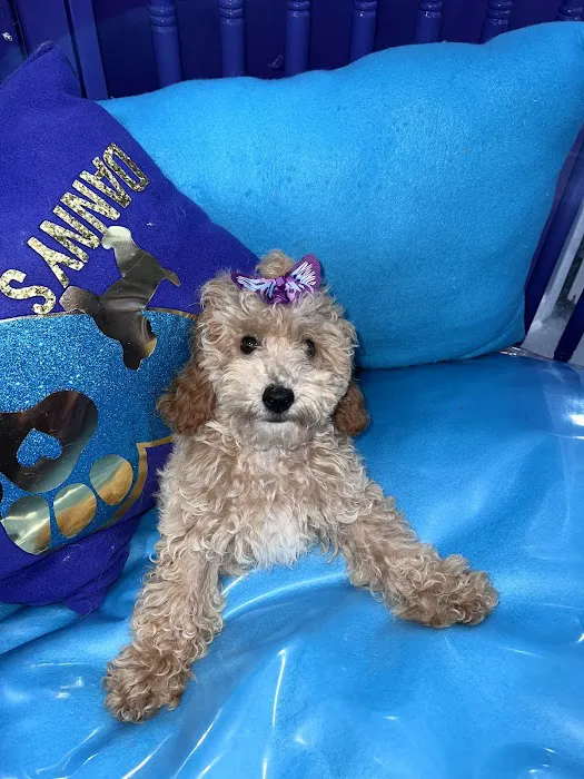 Danny's Family Pets and Accessories Picture 6