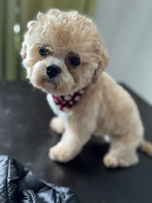 Danny's Family Pets and Accessories Picture 3