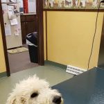 Delmont Veterinary Hospital