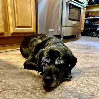Pineview Veterinary Hospital ico