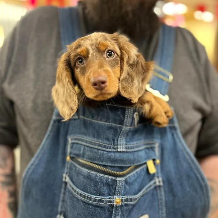 Petland Merrillville Picture 10