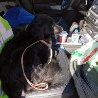 Pet Supplies Plus Crown Point ico