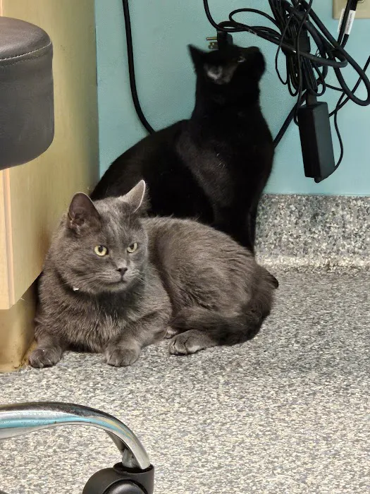 Wooflands Veterinary Center Picture 8