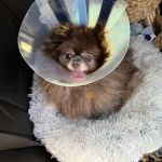 Wooflands Veterinary Center