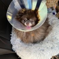 Wooflands Veterinary Center ico