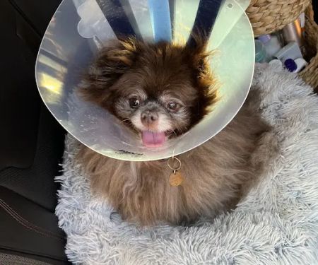 Wooflands Veterinary Center