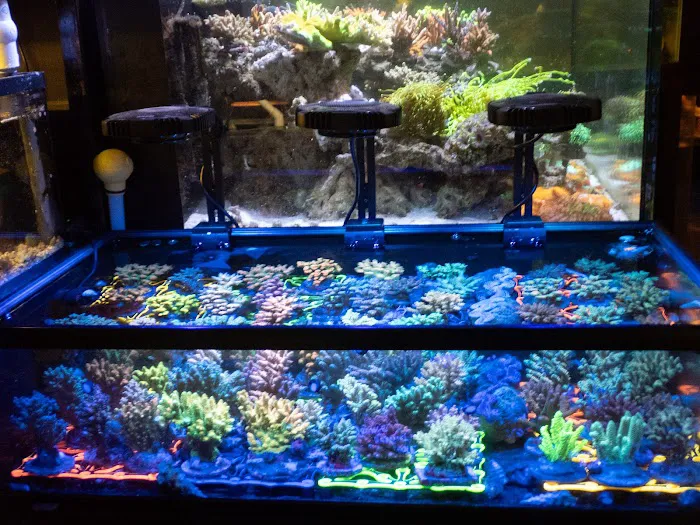 The Local Fish Store Picture 5