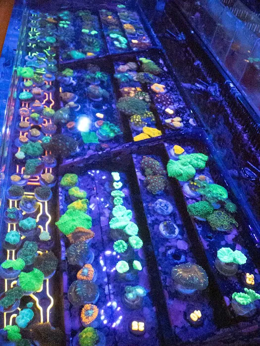 The Local Fish Store Picture 10