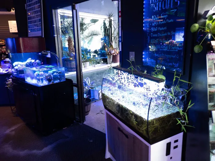 The Local Fish Store Picture 9