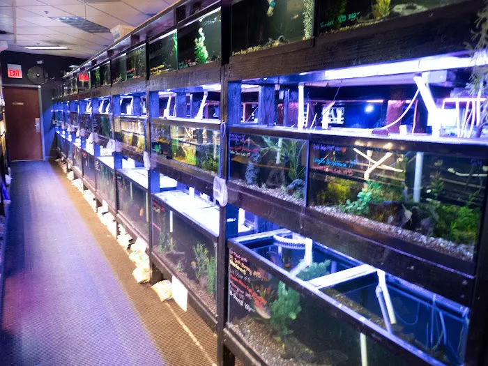 The Local Fish Store Picture 4
