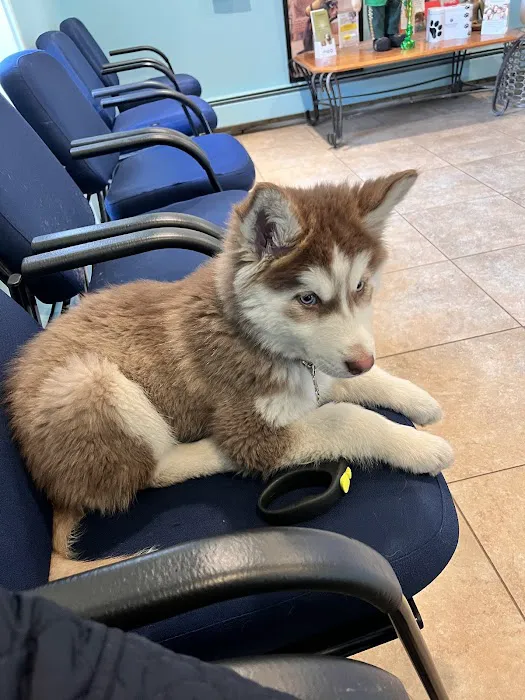 Brentwood-Islip Hospital for Animals Picture 7