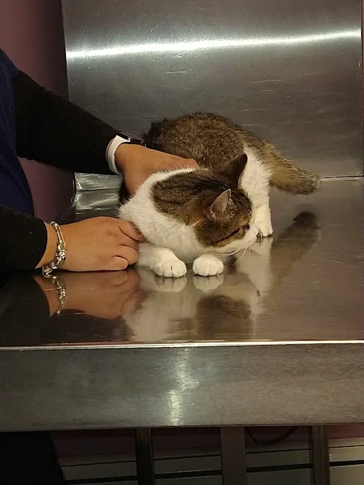 Brentwood-Islip Hospital for Animals Picture 10