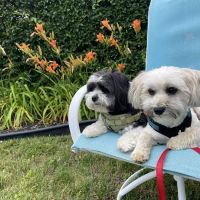 Brentwood-Islip Hospital for Animals ico