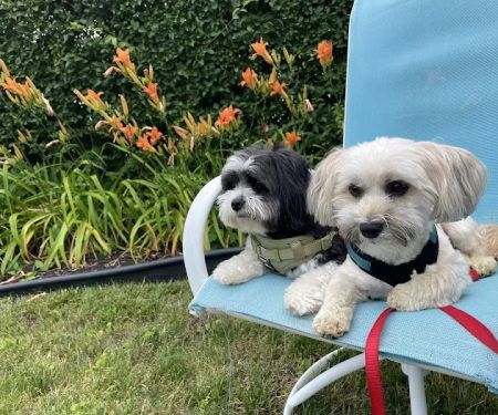 Brentwood-Islip Hospital for Animals