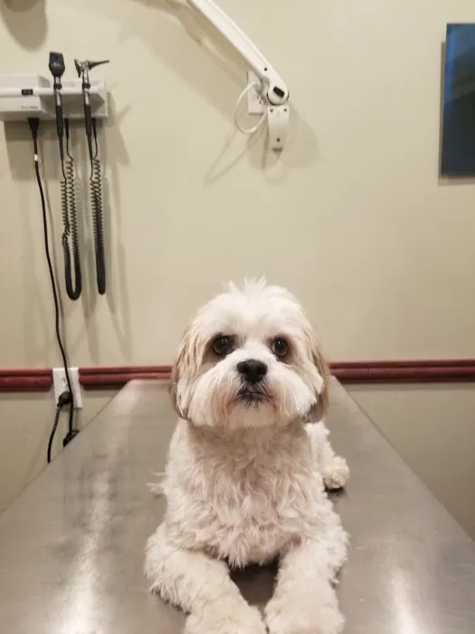 Towne Line Veterinary Group Picture 5
