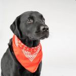 Towne Line Veterinary Group