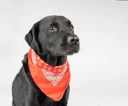 Towne Line Veterinary Group