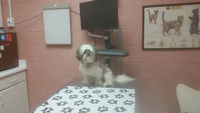 Hauppauge Animal Hospital Picture 1