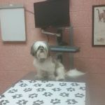 Hauppauge Animal Hospital