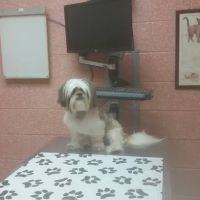 Hauppauge Animal Hospital ico