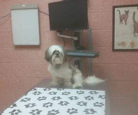 Hauppauge Animal Hospital