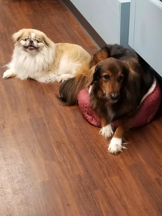 St James Animal Hospital Picture 6