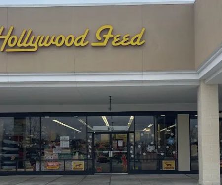 Hollywood Feed